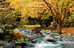 Autumn Along the Creek